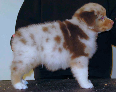 Red Merle male #3, standing.